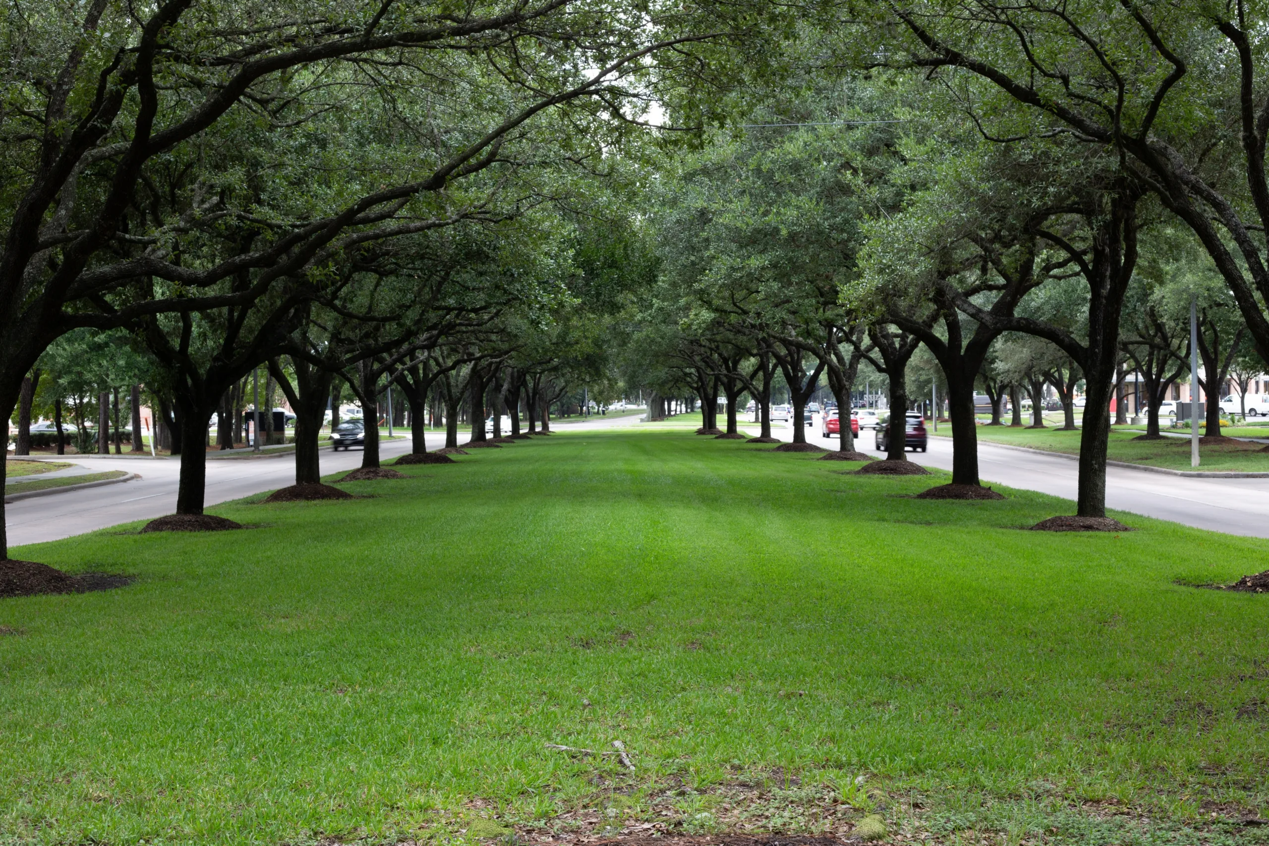 A Local's Guide to the Best Hidden Gems in Kingwood, Texas